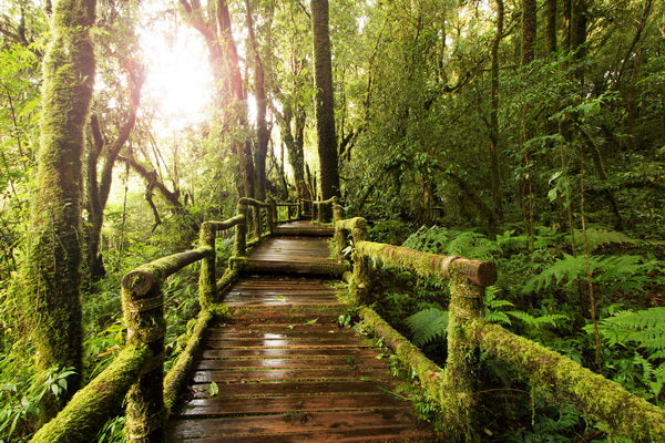 Pathway Through the Enchanted Forest