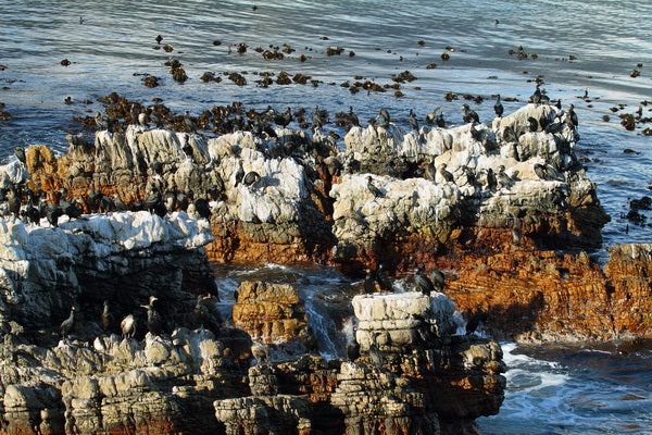 Rocky Shoreline Sanctuary