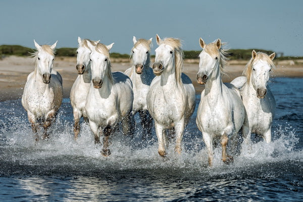 Wild Horses of Freedom