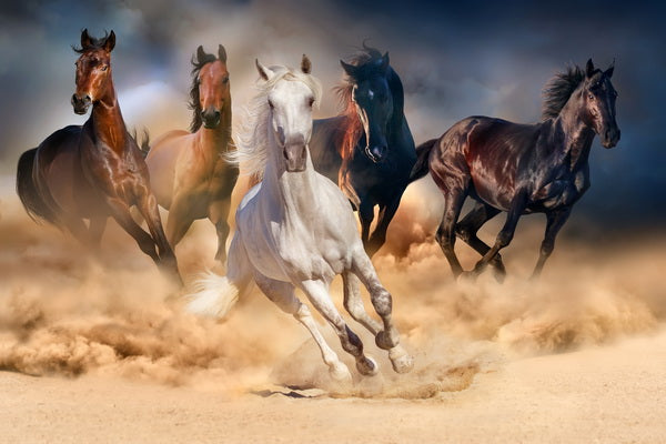 Galloping Freedom Horse Mural